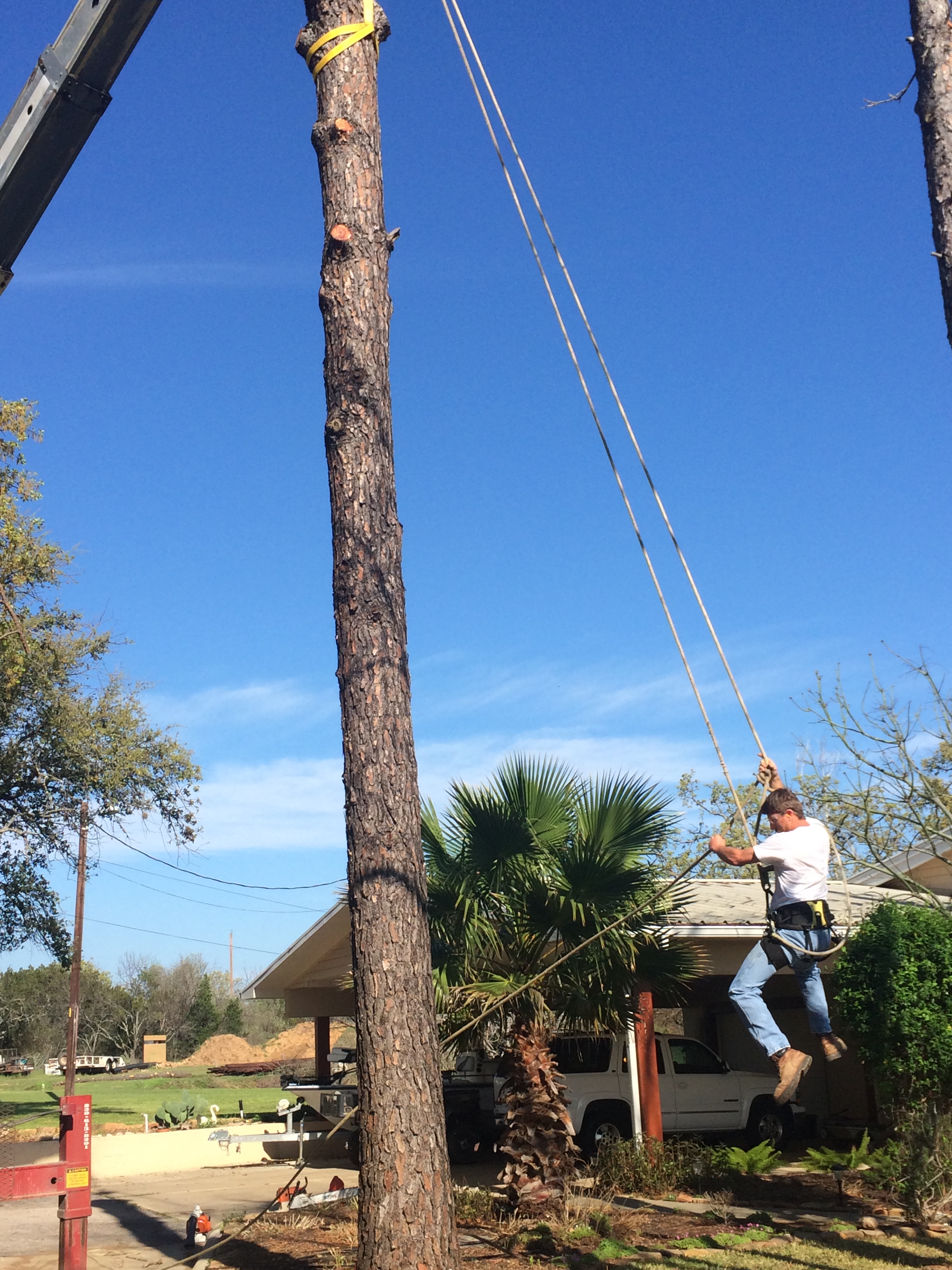 Riggs Tree Service crew members overseeing a crane-assisted tree removal in the Texas Hill Country
