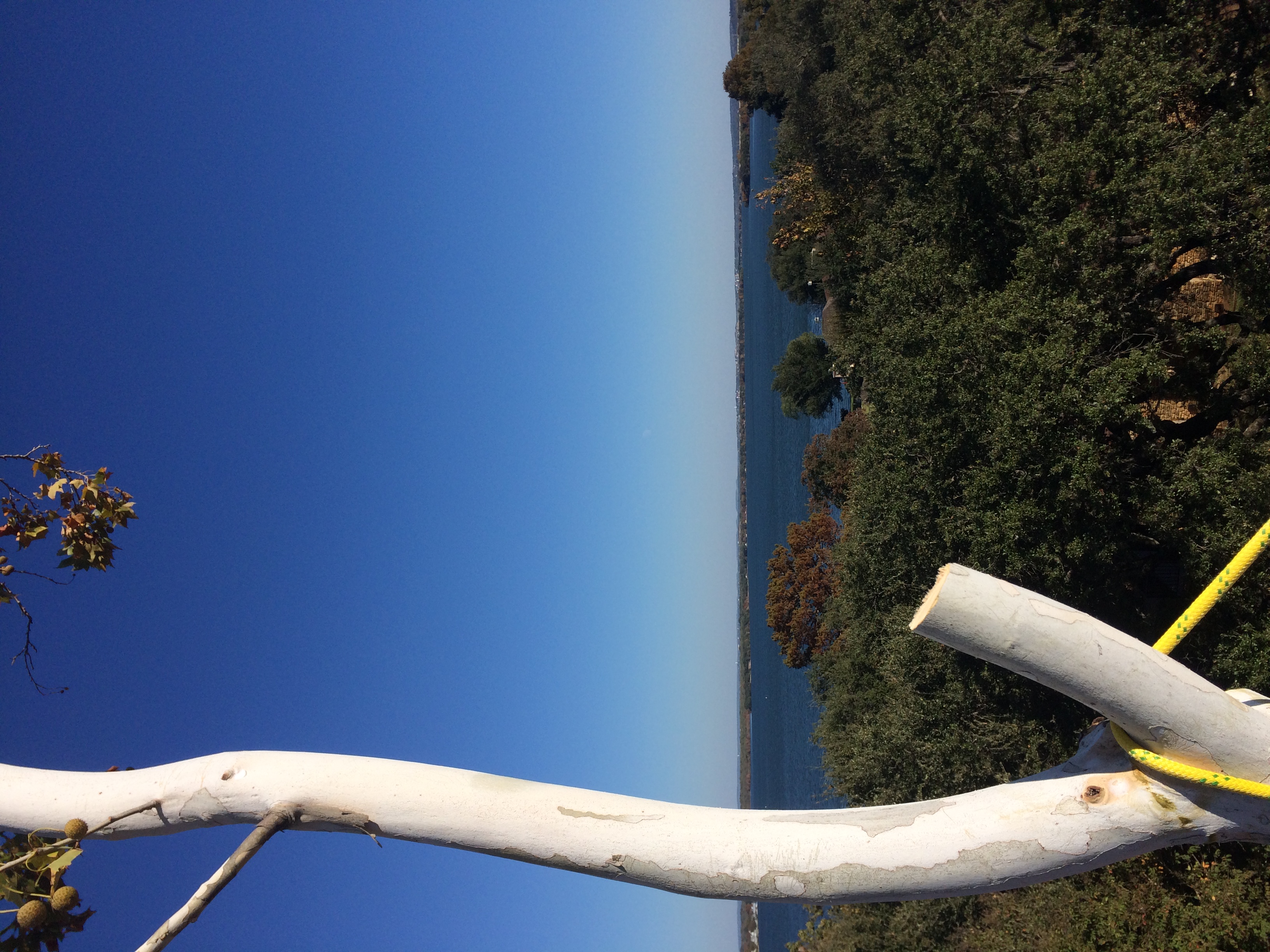 Freshly pruned tree canopy overlooking a Texas Hill Country lake after a Riggs Tree Service trim